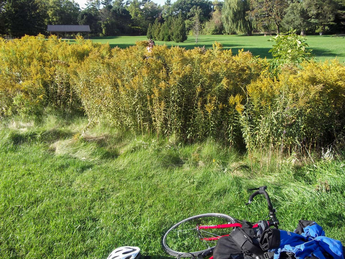 Jef van de Graaf peeking over a patch of goldenrod during field research