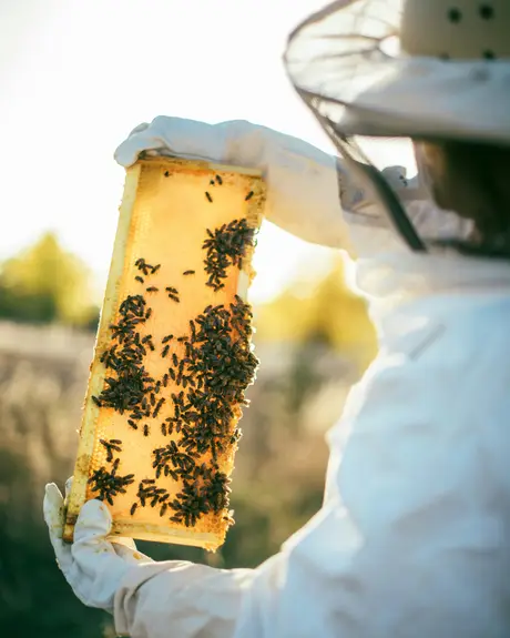 A beekeeper holding up a frame of bees