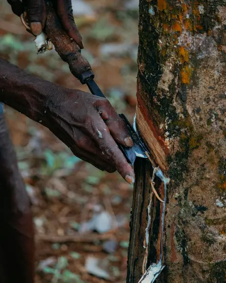 Hands tapping a rubber tree, white latex running down the bark
