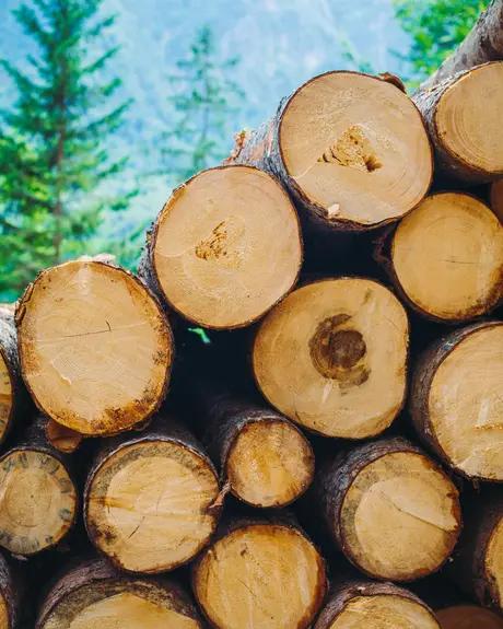 Cut logs stacked at the edge of a forest